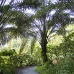 Oil palm trees